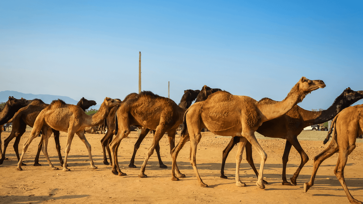 ROYAL RAJASTHAN EXPLORER PACKAGE 5 NIGHTS & 6 DAYS