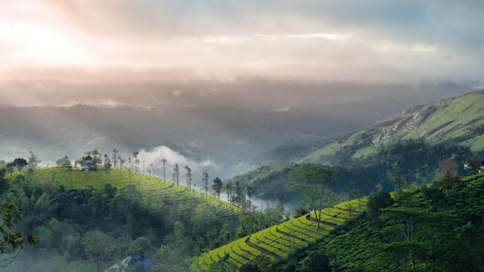 THE ULTIMATE KERALA EXPERIENCE MUNNAR, ALLEPPEY & THEKKADY 3 NIGHTS 4 DAYS