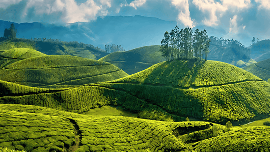 MAGNIFICENT MUNNAR  2 NIGHTS & 3 DAYS