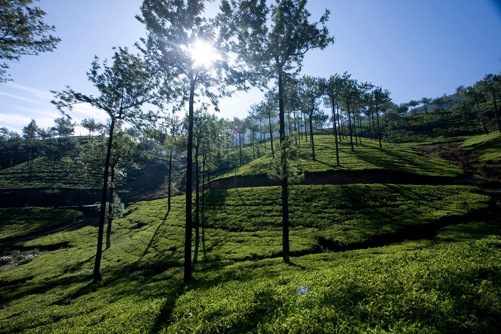 VAGAMON 2 NIGHTS & 3 DAYS TOUR