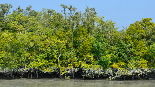 SUNDARBANS WILDLIFE ADVENTURE 2 NIGHTS & 3 DAYS