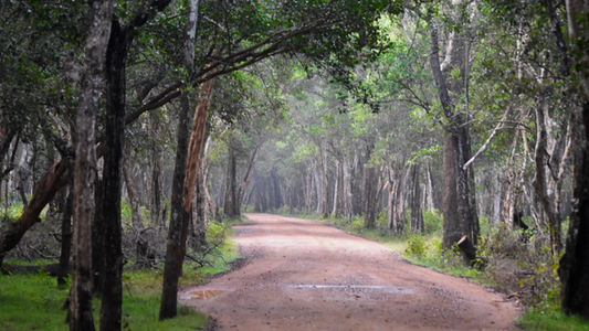 SRI LANKA WILDLIFE & NATIONAL PARK ADVENTURE (6N/7D)