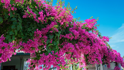 PONDICHERRY HONEYMOON ESCAPE 2 NIGHTS & 3 DAYS