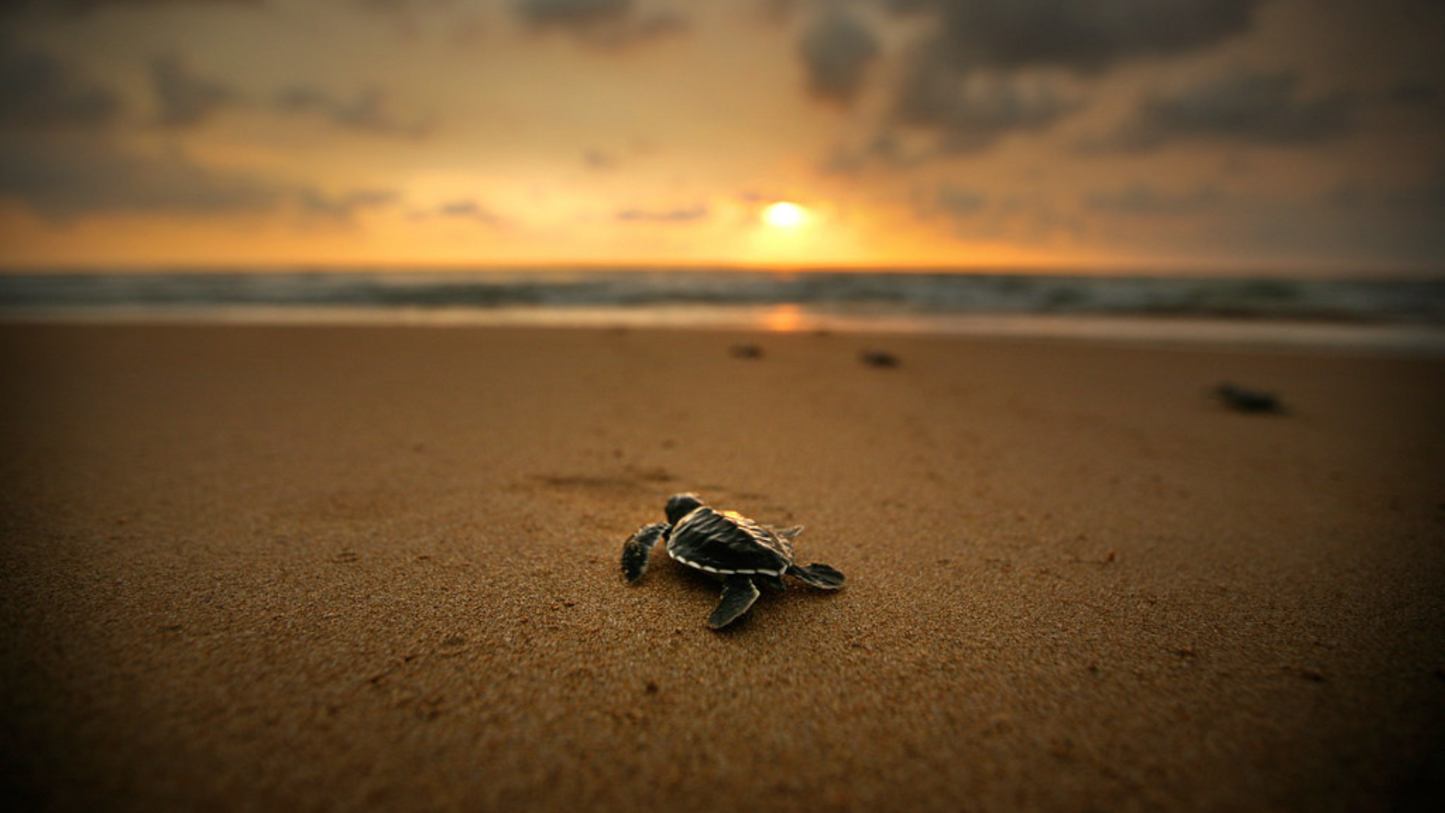 GALLE & BENTOTA BEACH GETAWAY (4N/5D)