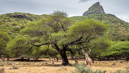 SCENIC ROAD TRIP ACROSS MAURITIUS (6N/7D)