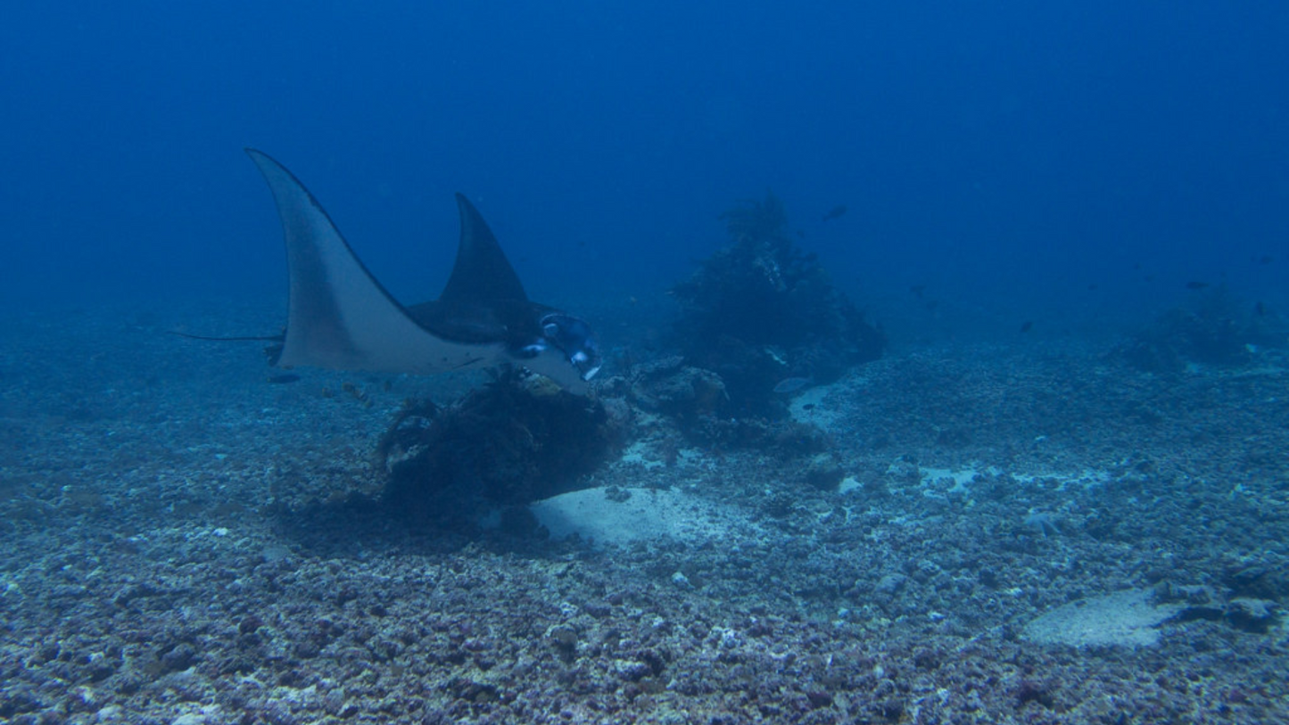 RAJA AMPAT DIVING & SNORKELING TOUR (6 NIGHTS & 7 DAYS )
