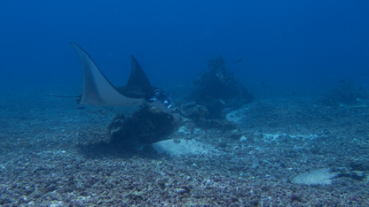 RAJA AMPAT DIVING & SNORKELING TOUR (6 NIGHTS & 7 DAYS )