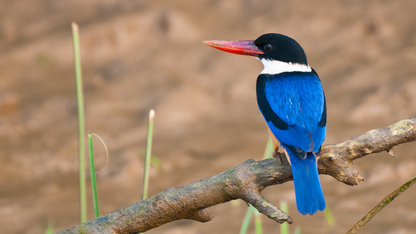 BHITARKANIKA MANGROVE & WILDLIFE TOUR 2 NIGHTS & 3 DAYS