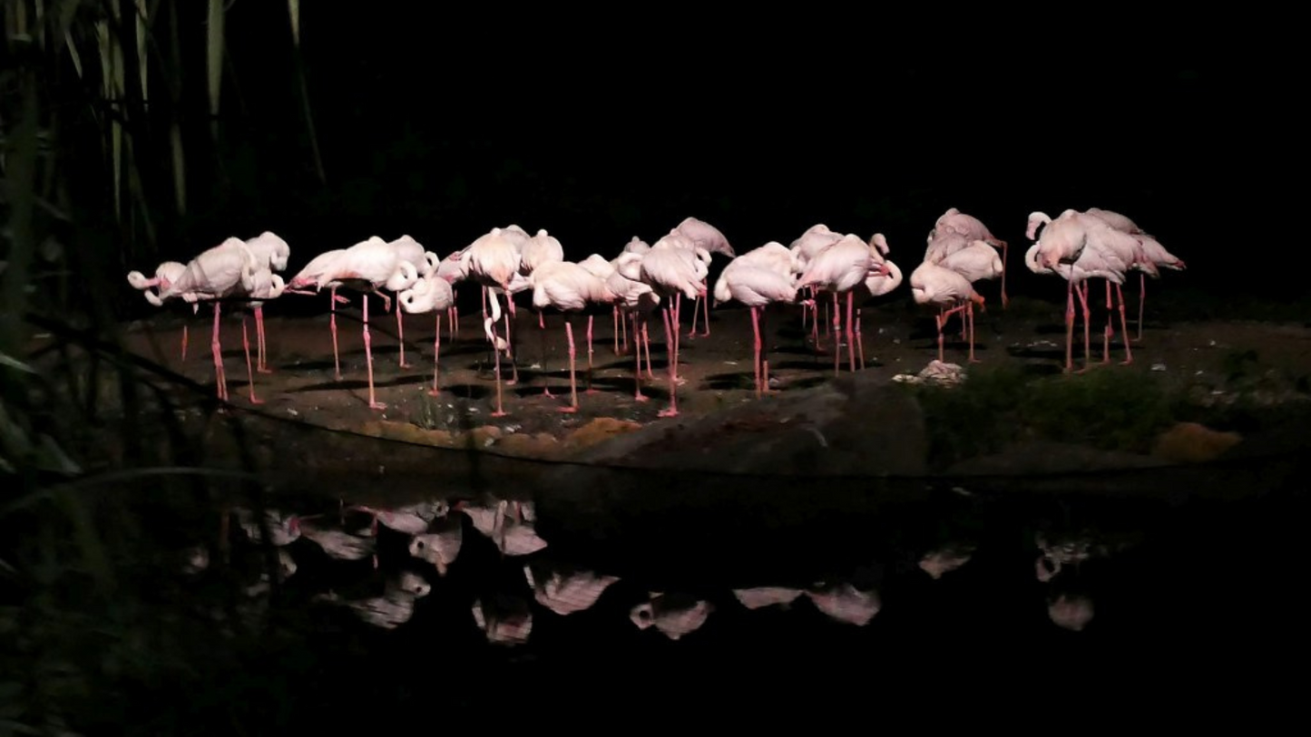SINGAPORE HONEYMOON RETREAT (4N/5D)