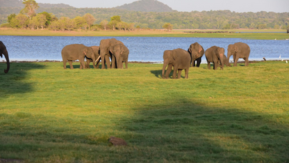 SRI LANKA WILDLIFE & NATIONAL PARK ADVENTURE (6N/7D)