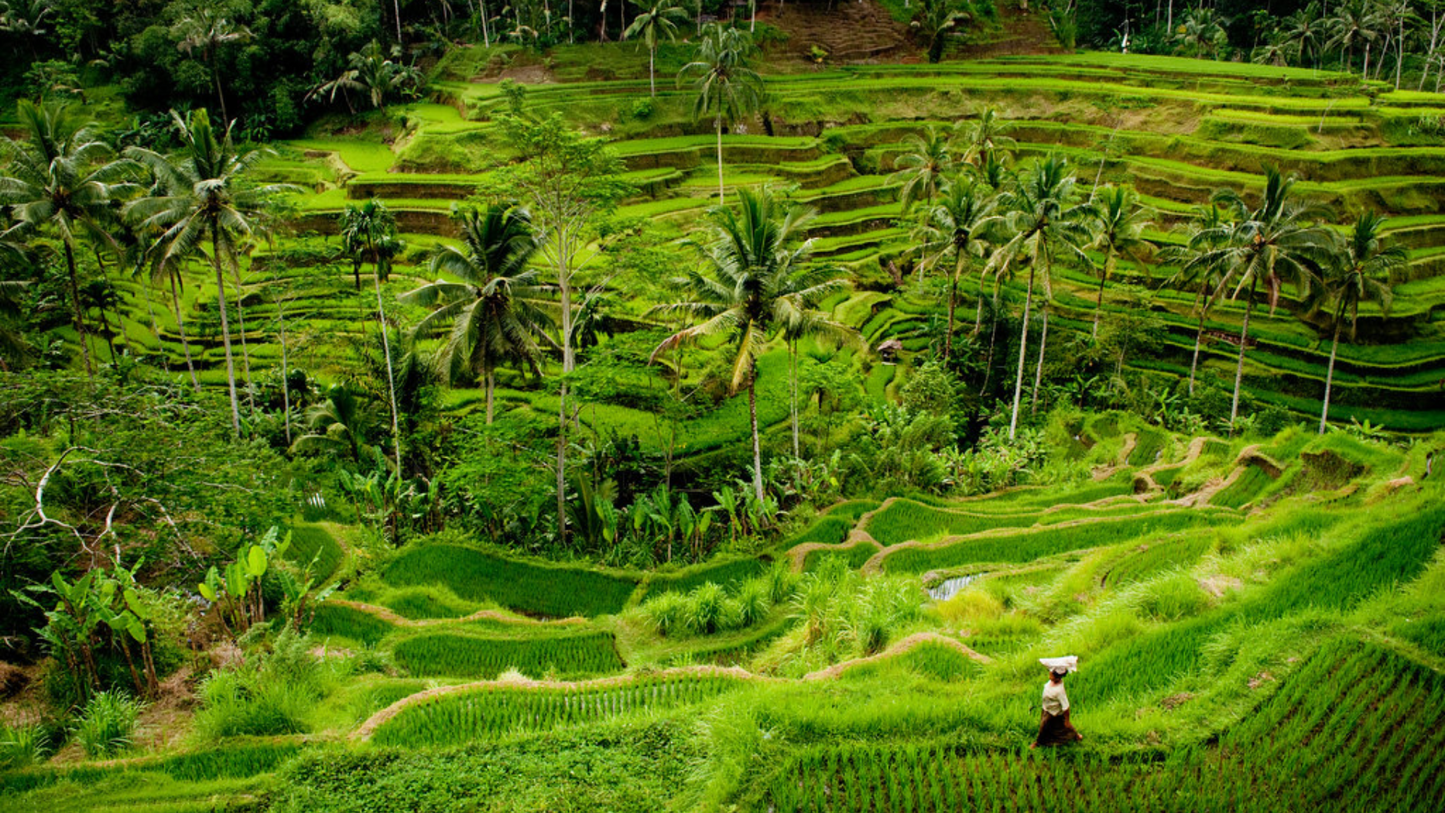 INDONESIA BACKPACKING TOUR (9 NIGHTS & 10 DAYS )