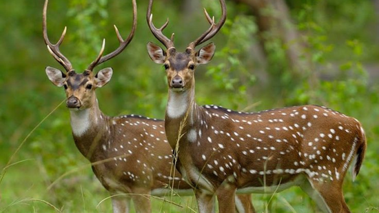 SIMLIPAL NATIONAL PARK WILDLIFE TOUR 2 NIGHTS & 3 DAYS