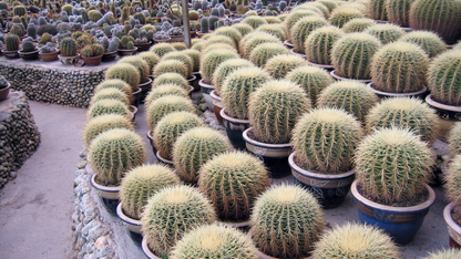 CAMERON HIGHLANDS & IPOH HERITAGE TOUR (3 NIGHTS & 4 DAYS ) – A BLEND OF NATURE & CULTURE