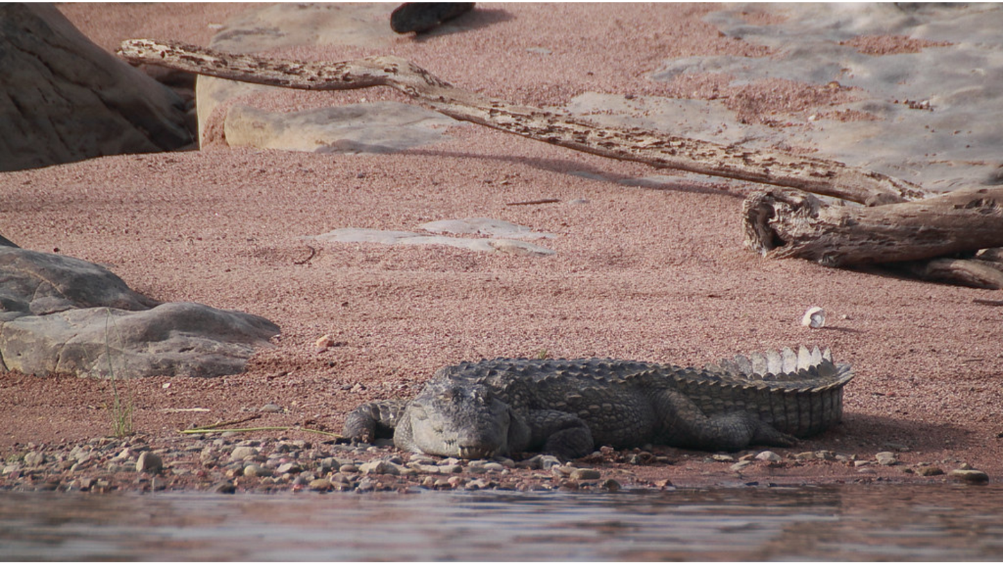 SIMLIPAL NATIONAL PARK WILDLIFE TOUR 2 NIGHTS & 3 DAYS