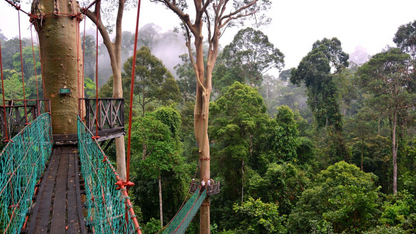 BORNEO ORANGUTAN & RAINFOREST ADVENTURE (5 NIGHTS & 6 DAYS)