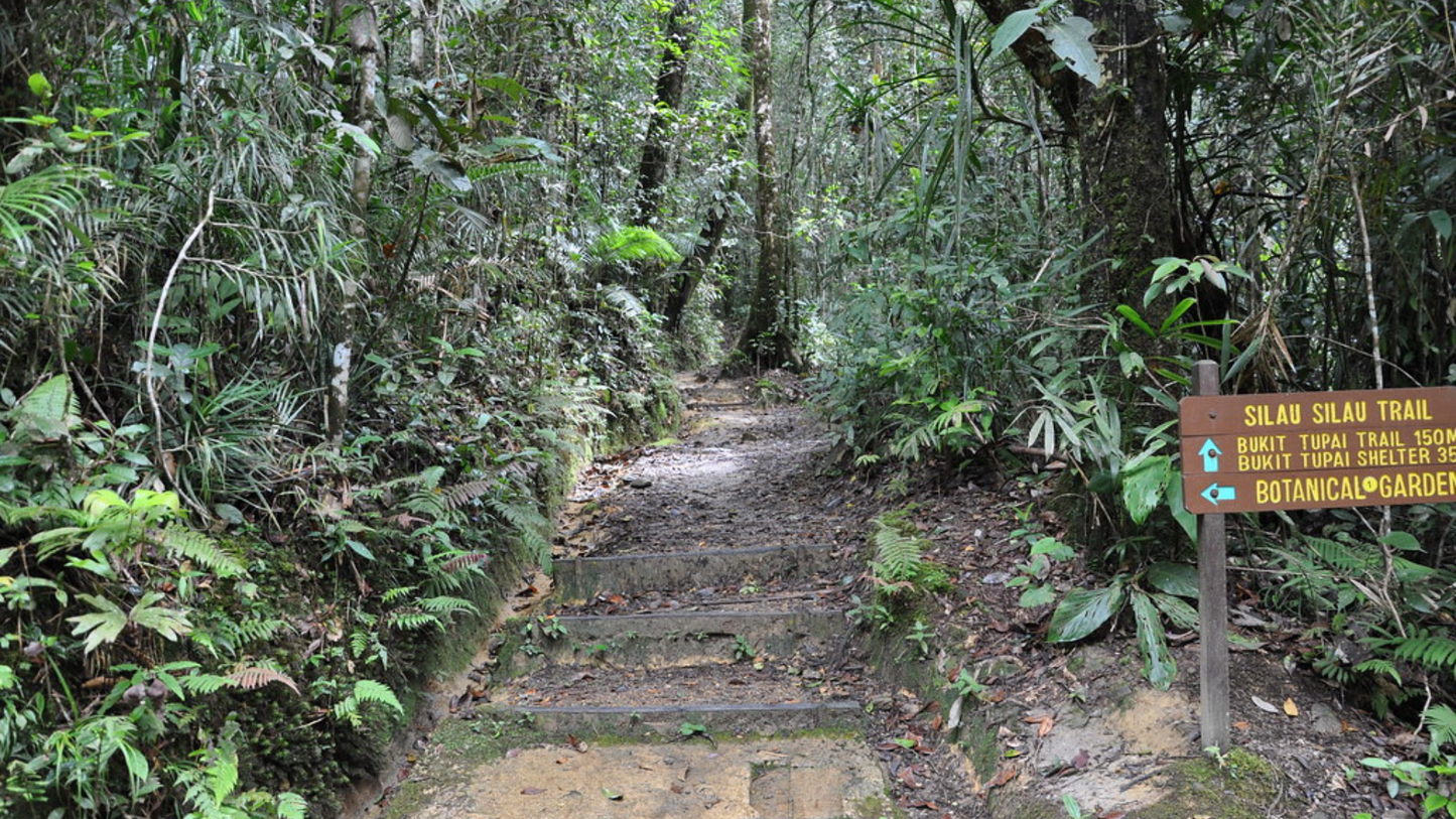 BORNEO ORANGUTAN & RAINFOREST ADVENTURE (5 NIGHTS & 6 DAYS)
