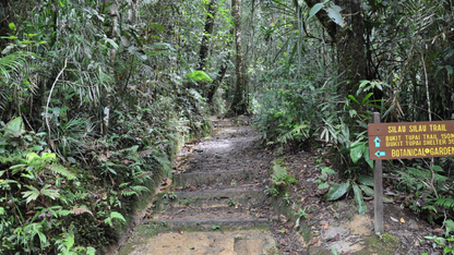 BORNEO ORANGUTAN & RAINFOREST ADVENTURE (5 NIGHTS & 6 DAYS)