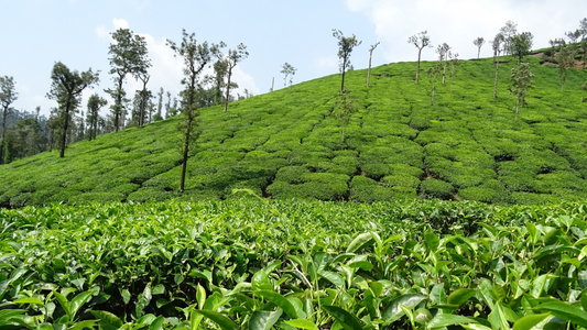 CHIKKAMAGALURU 2 NIGHTS & 3 DAYS TOUR
