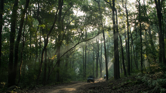 JIM CORBETT WILDLIFE SAFARI 2 NIGHTS & 3 DAYS