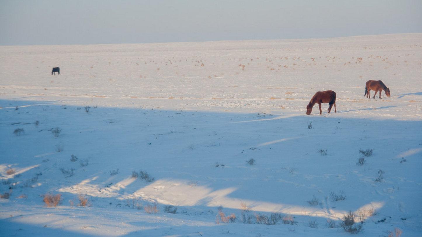 STEPPE SAFARI & NOMAD EXPERIENCE (6N/7D)