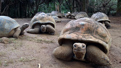 WILDLIFE & NATURE EXPLORATION MAURITIUS (6N/7D)