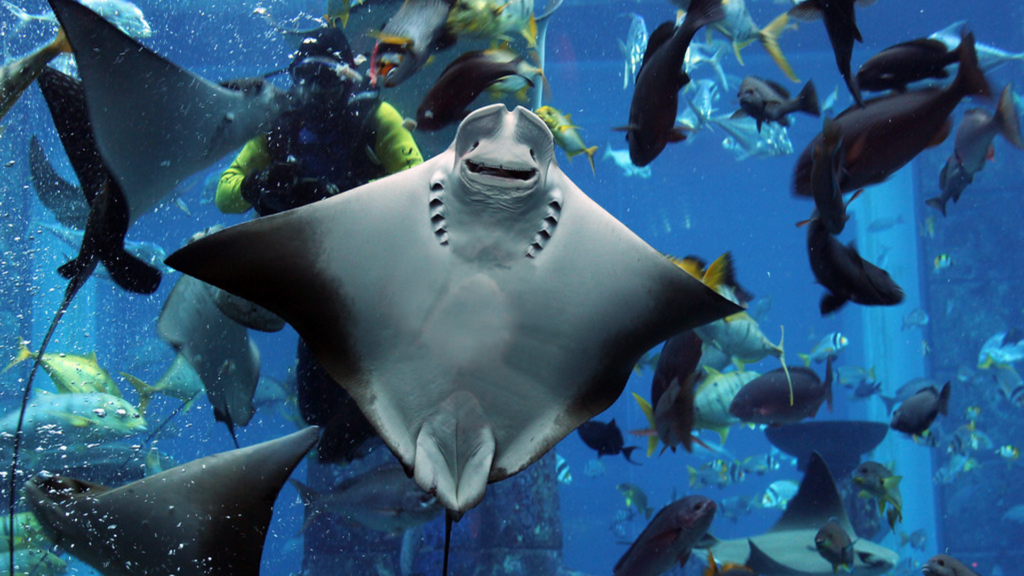 DUBAI THEME PARK EXTRAVAGANZA (6 NIGHTS & 7 DAYS)