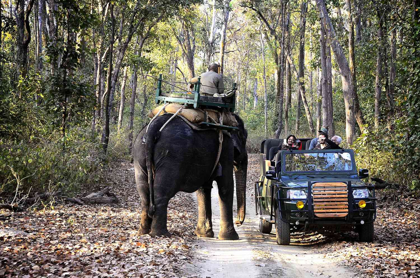 THE WILD HEART OF INDIA