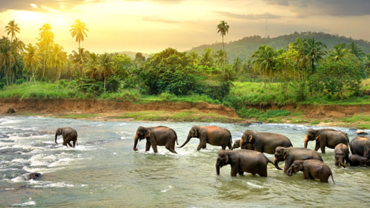 SRILANKA TOURS 03 nights & 04 DAYS